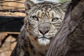 Image result for kernel panic snow leopard