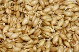 Attēlu rezultāti vaicājumam “Hordeum vulgare”