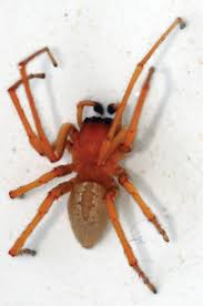 Attēlu rezultāti vaicājumam “Cheiracanthium sp. male”