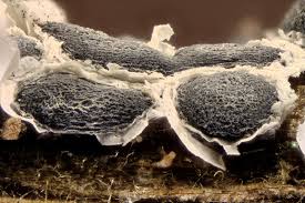 Attēlu rezultāti vaicājumam “Diderma globosum”