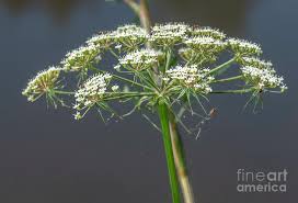 Attēlu rezultāti vaicājumam “Peucedanum palustre leaf”