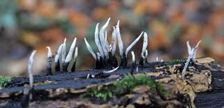 Attēlu rezultāti vaicājumam “Xylaria hypoxylon”