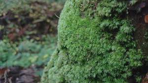 Attēlu rezultāti vaicājumam “Leucobryum juniperoideum”