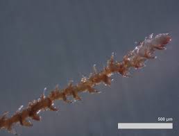 Attēlu rezultāti vaicājumam “Cephaloziella hampeana”