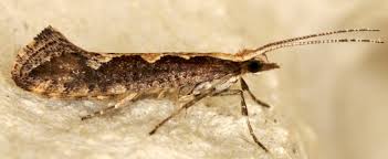 Attēlu rezultāti vaicājumam “Plutella xylostella”