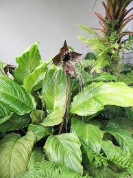 Image result for Tacca chantrieri