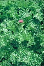 Attēlu rezultāti vaicājumam “Silybum marianum”