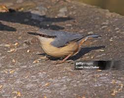 Image result for Sitta europaea