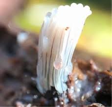 Attēlu rezultāti vaicājumam “Stemonitopsis typhina macro”