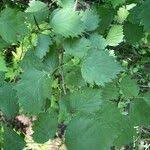 Attēlu rezultāti vaicājumam “Crataegus x macrocarpa leaf”