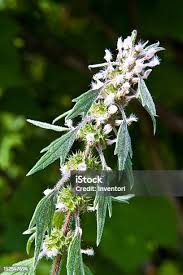 Attēlu rezultāti vaicājumam “Leonurus cardiaca leaf”