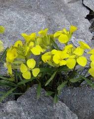 Attēlu rezultāti vaicājumam “Erysimum hieracifolium leaf”