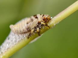 Attēlu rezultāti vaicājumam “Aphrophoridae nymph”