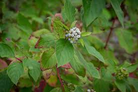 Attēlu rezultāti vaicājumam “Cornus sericea fruit”