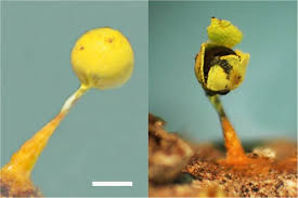 Attēlu rezultāti vaicājumam “Diderma ochraceum macro”