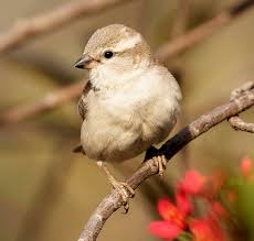 Attēlu rezultāti vaicājumam “Sylvia nisoria adult”