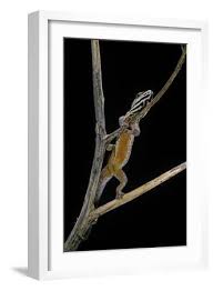 Attēlu rezultāti vaicājumam “Lycogala convexum young”