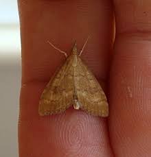 Attēlu rezultāti vaicājumam “Udea fulvalis”