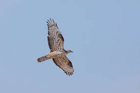 Attēlu rezultāti vaicājumam “Pernis apivorus adult”