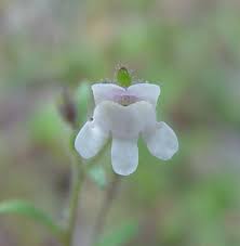 Attēlu rezultāti vaicājumam “Microrrhinum minus”