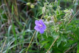 Attēlu rezultāti vaicājumam “Stellaria palustris flower”