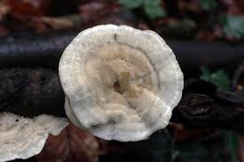 Attēlu rezultāti vaicājumam “Trametes hirsuta”
