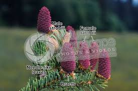 Attēlu rezultāti vaicājumam “Picea abies female flower”
