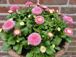 Image result for Bellis perennis