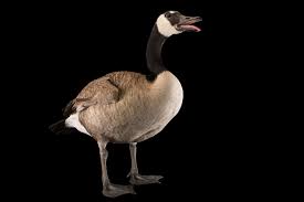 Attēlu rezultāti vaicājumam “Branta canadensis”