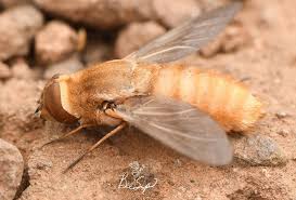 Attēlu rezultāti vaicājumam “Scardia boletella exuvia”