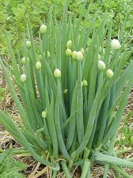 Résultat de recherche d'images pour "Allium fistulosum"