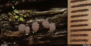 Attēlu rezultāti vaicājumam “Comatricha meandrispora”