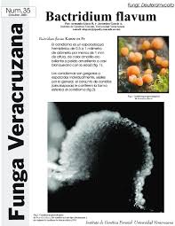 Attēlu rezultāti vaicājumam “Bactridium flavum”