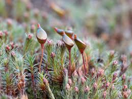 Attēlu rezultāti vaicājumam “Buxbaumia aphylla”