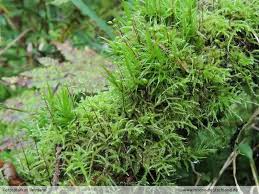 Attēlu rezultāti vaicājumam “Sciuro-hypnum curtum sporophyte”