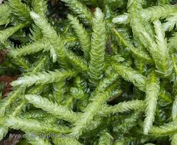 Attēlu rezultāti vaicājumam “Plagiothecium undulatum”