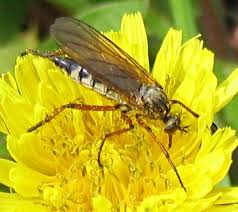 Attēlu rezultāti vaicājumam “Empis sp.”