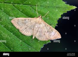 Attēlu rezultāti vaicājumam “Pleuroptya ruralis”