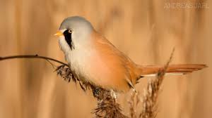 Attēlu rezultāti vaicājumam “Panurus biarmicus male”