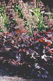 Image result for HEUCHERA americana 'Palace Purple Auslese'