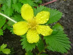 Image result for Potentilla anserina