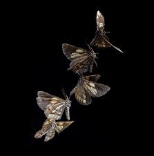 Attēlu rezultāti vaicājumam “Bupalus piniaria male”