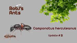 Attēlu rezultāti vaicājumam “Camponotus herculeanus”