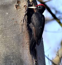 Attēlu rezultāti vaicājumam “Dryocopus martius”