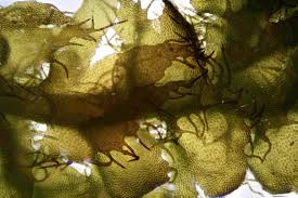 Attēlu rezultāti vaicājumam “Ptilidium ciliare”