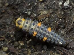 Attēlu rezultāti vaicājumam “Coccinella septempunctata larva”