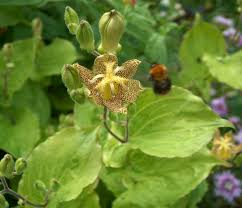 Attēlu rezultāti vaicājumam “Silene tatarica bud”