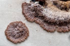 Attēlu rezultāti vaicājumam “Sporophagomyces chrysostomus”