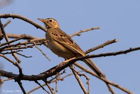 Attēlu rezultāti vaicājumam “Anthus petrosus adult”