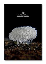 Attēlu rezultāti vaicājumam “Physarum diderma”